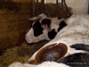 ExpCow-(3-of-8).jpg