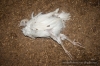 InChick-23.jpg