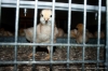 chick-15.jpg