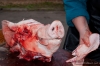 killing-50.jpg
