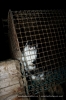 syr-(17).jpg